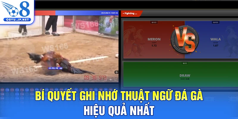 Bí quyết ghi nhớ thuật ngữ đá gà hiệu quả nhất