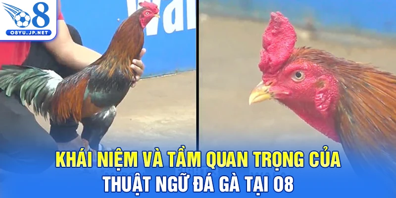 Khái niệm và tầm quan trọng của thuật ngữ đá gà tại O8