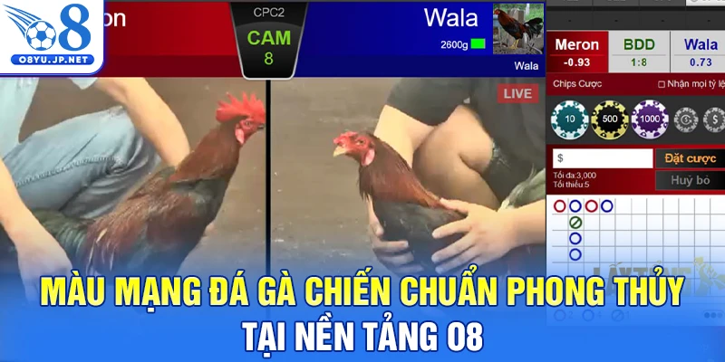Màu mạng đá gà chiến chuẩn phong thủy tại nền tảng O8