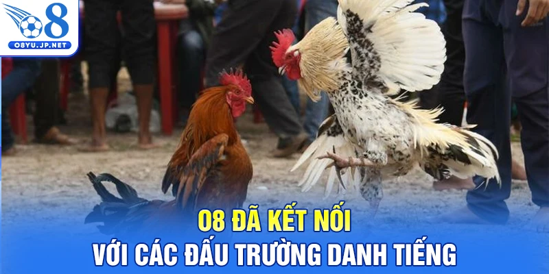 O8 đã kết nối với các đấu trường danh tiếng