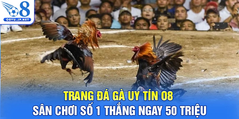 Trang Đá Gà Uy Tín O8 - Sân Chơi Số 1 Thắng Ngay 50 Triệu