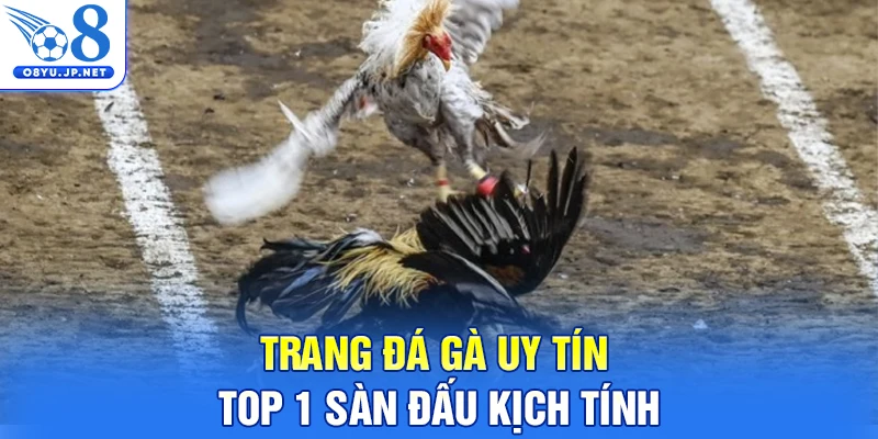 Trang đá gà uy tín - Top 1 sàn đấu kịch tính